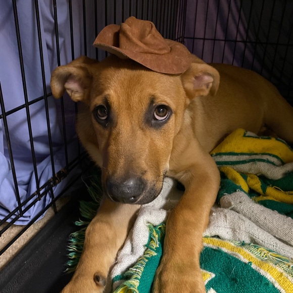 Meet your Posher, Katie - Picture 9 of 9